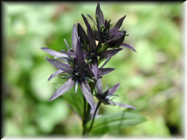 BlackFlower