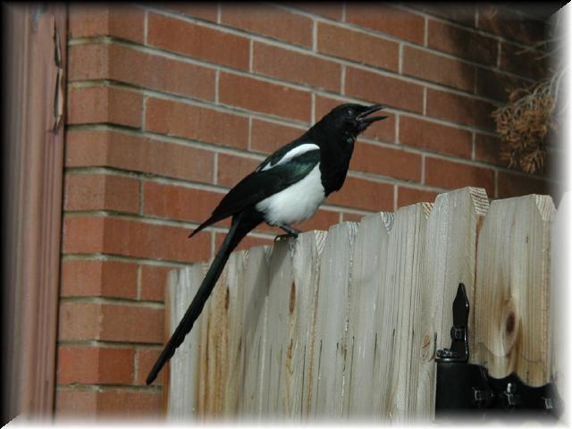 Magpie001