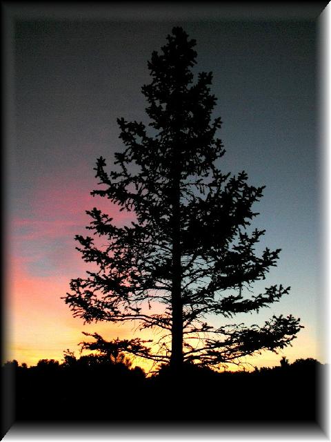 Pine_at_Sunrise