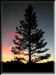 Pine_at_Sunrise