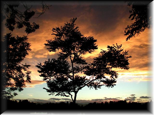 WashParkSilhouette