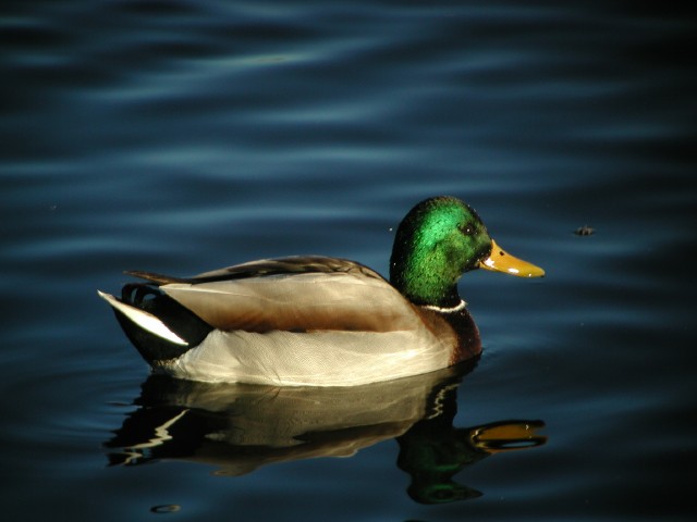Duck012