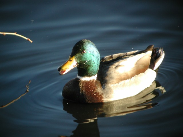 Duck014