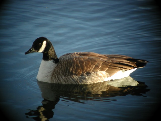 Goose006