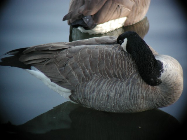 Goose011