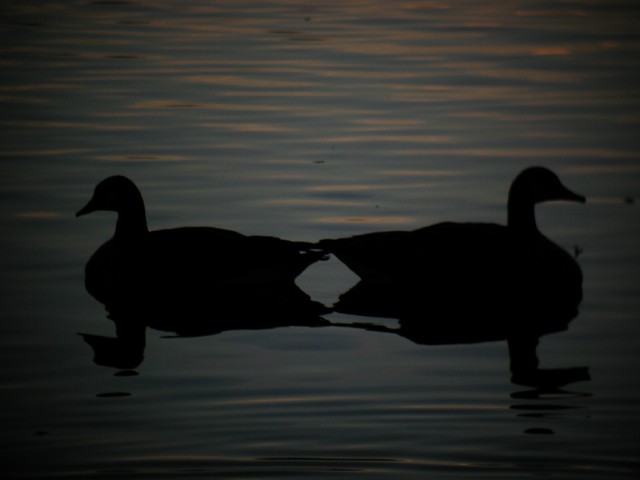 GooseSilhouette0288