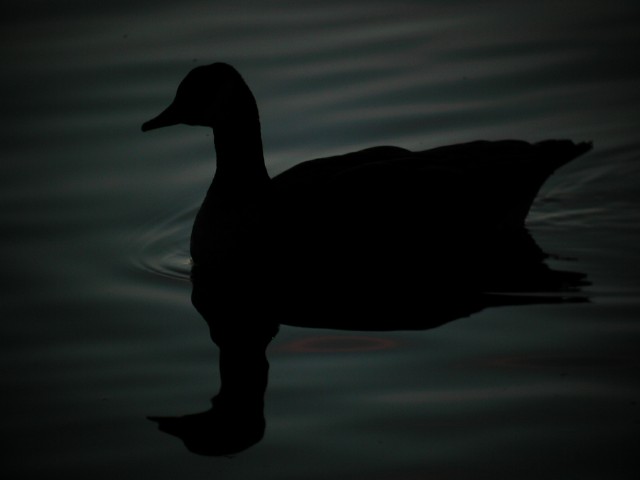 GooseSilhouette0311