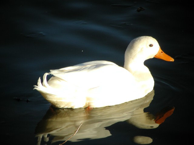 WhiteDuck004