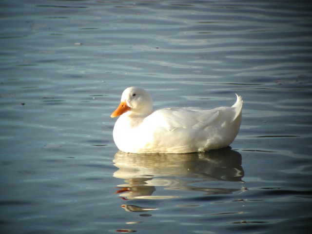 WhiteDuck006