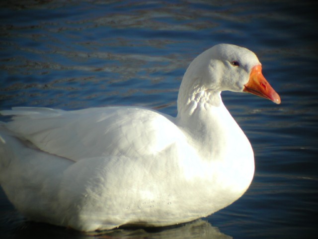 WhiteGoose006