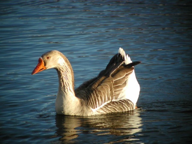 WierdGoose001