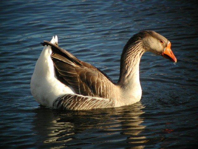 WierdGoose002