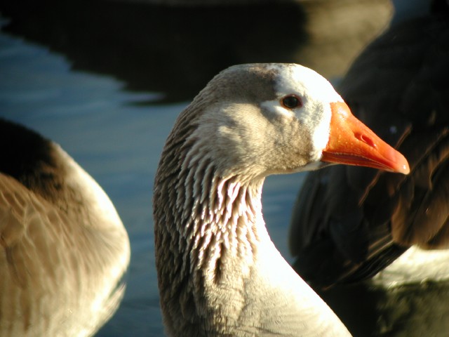 WierdGoose006