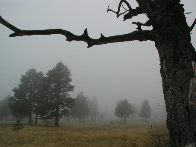 Fog_29