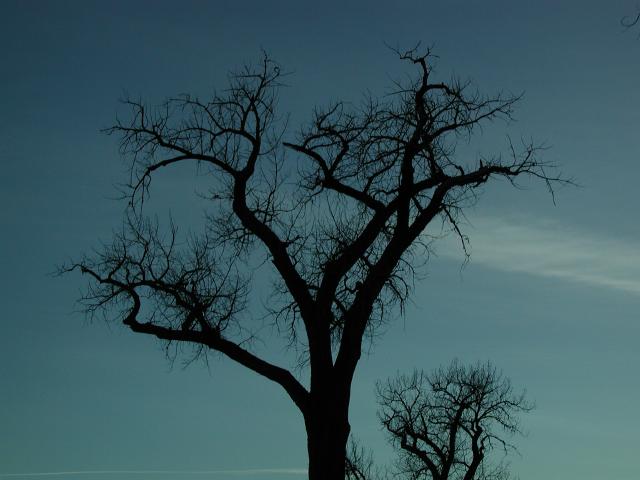 CottonSilhouettes02_023