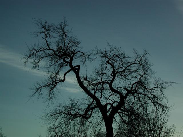 CottonSilhouettes02_025