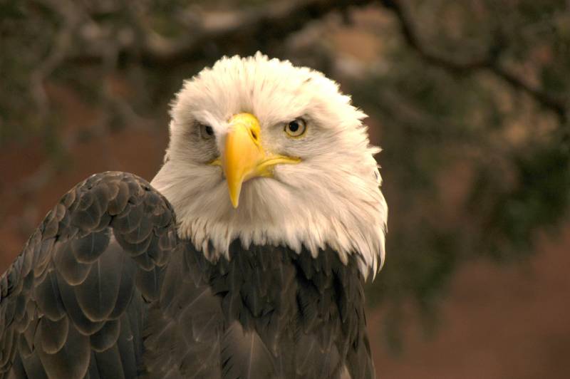 BaldEagle095