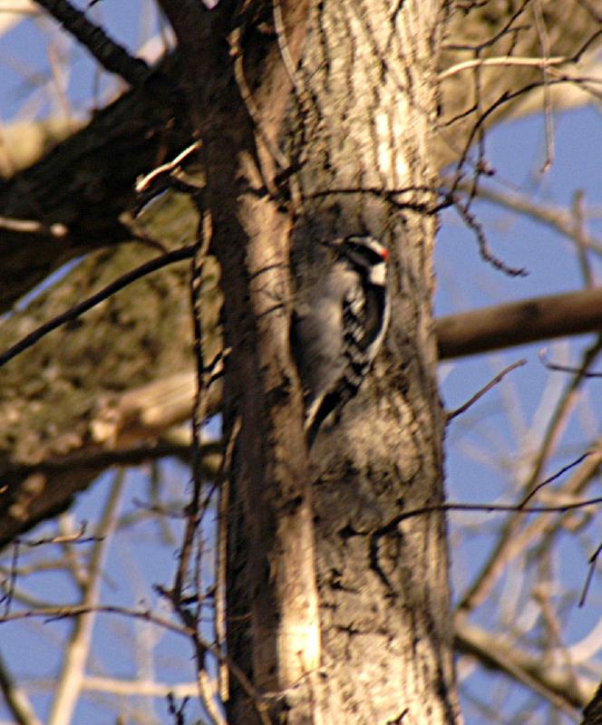 Woodpecker5682