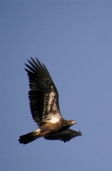 Eagle5615
