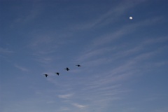Geese5771