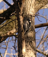 Woodpecker5682