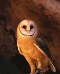 BarnOwl073