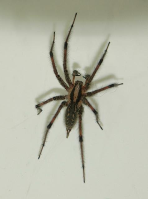 Spider72302