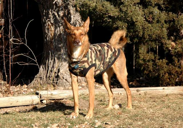 20091220Dogs_2979