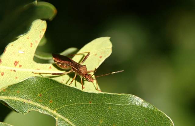 20100829Roxborough4773