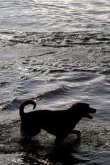 Dogs_1415