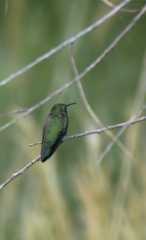Hummingbird_0533