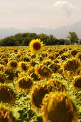 Sunflowers495