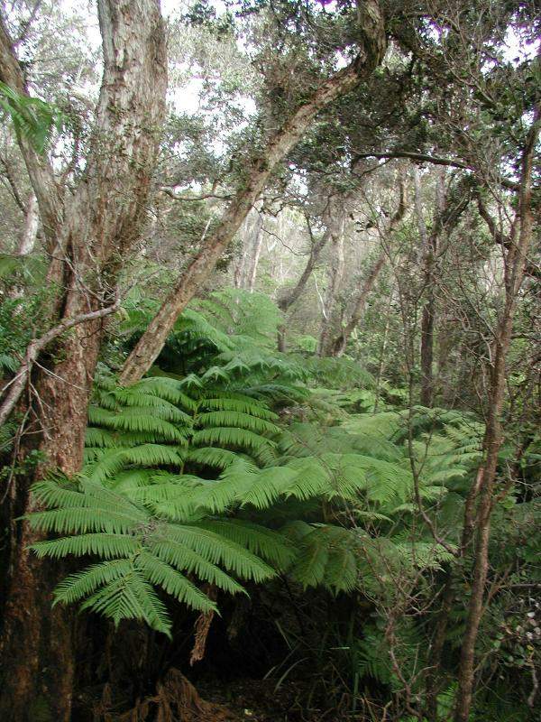 070202.FernForest36r