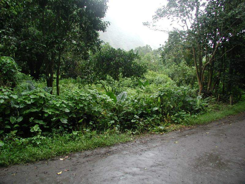 070302.WaipioValley67