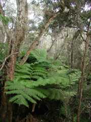 070202.FernForest36r