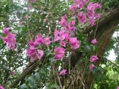 070302.WaipioValley34