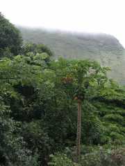 070302.WaipioValley42r
