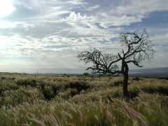 070402.GrassFields82