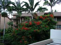 070402.KonaCoast257