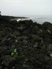 070402.KonaCoast266r