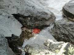 070402.KonaCoast287
