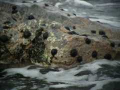 070402.KonaCoast292