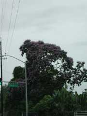 070402.KonaFlowers326r