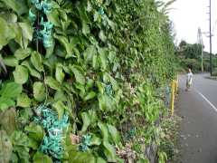 070402.KonaFlowers366