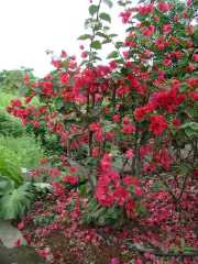 070402.KonaFlowers368r