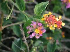 070402.KonaFlowers386