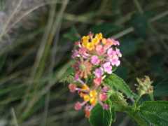 070402.KonaFlowers388