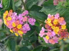 070402.KonaFlowers392