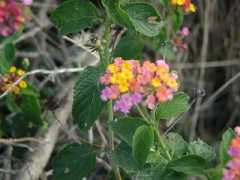 070402.KonaFlowers395