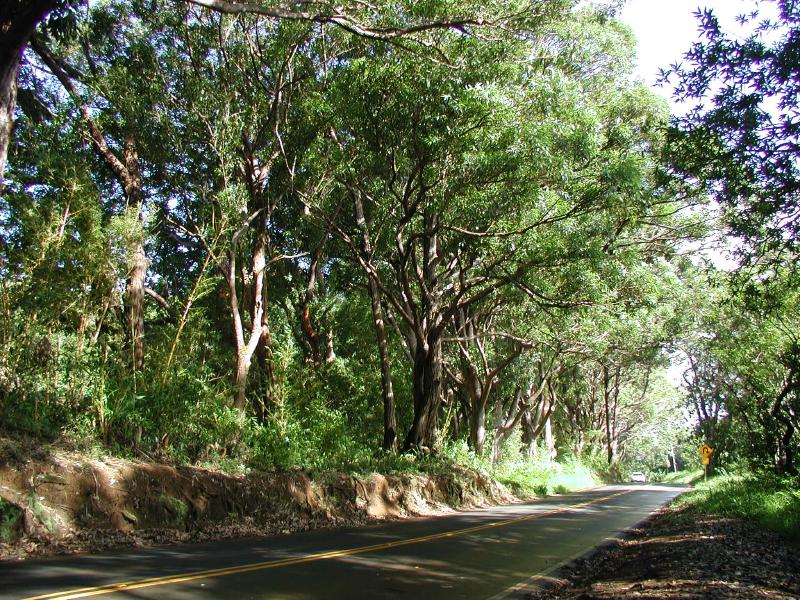 063002.RoadToHana590